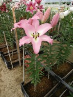 [4174 Pink Step VZ No01.JPG]